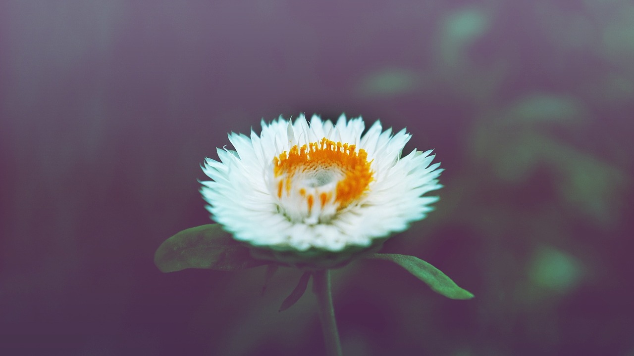 flower daisy white free photo