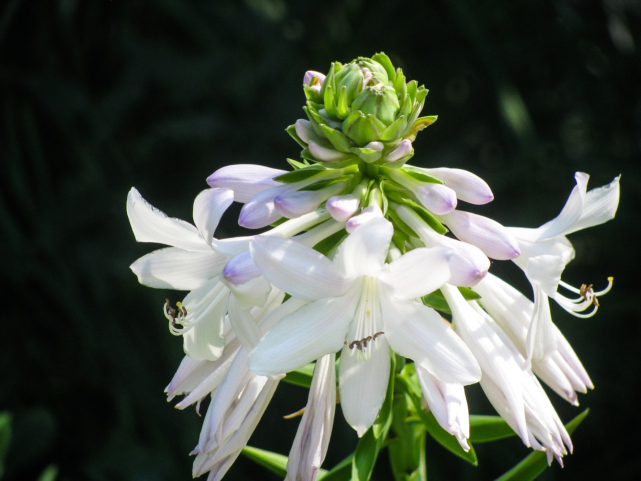 flower white nature free photo