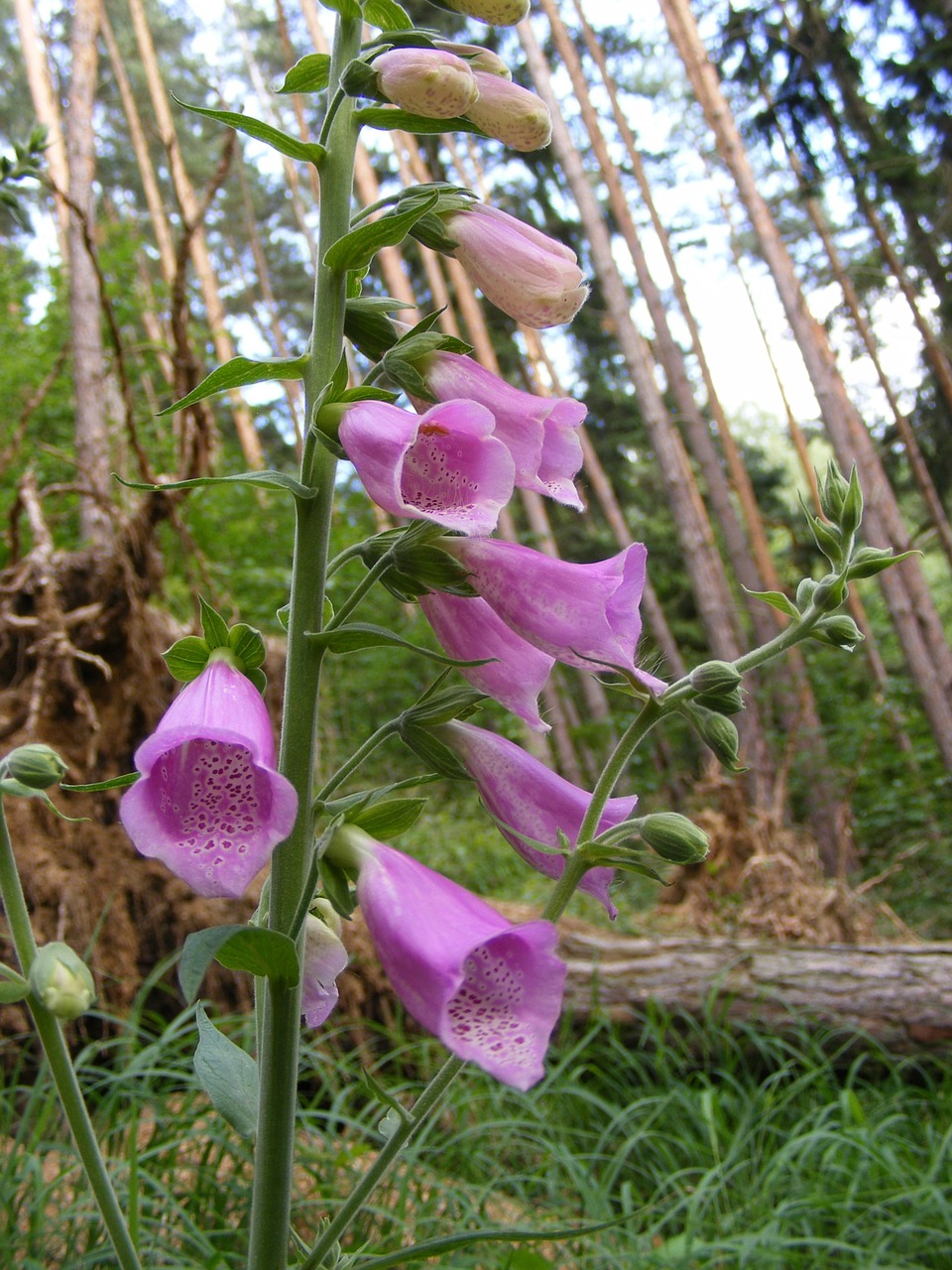 flower forest forest flower free photo