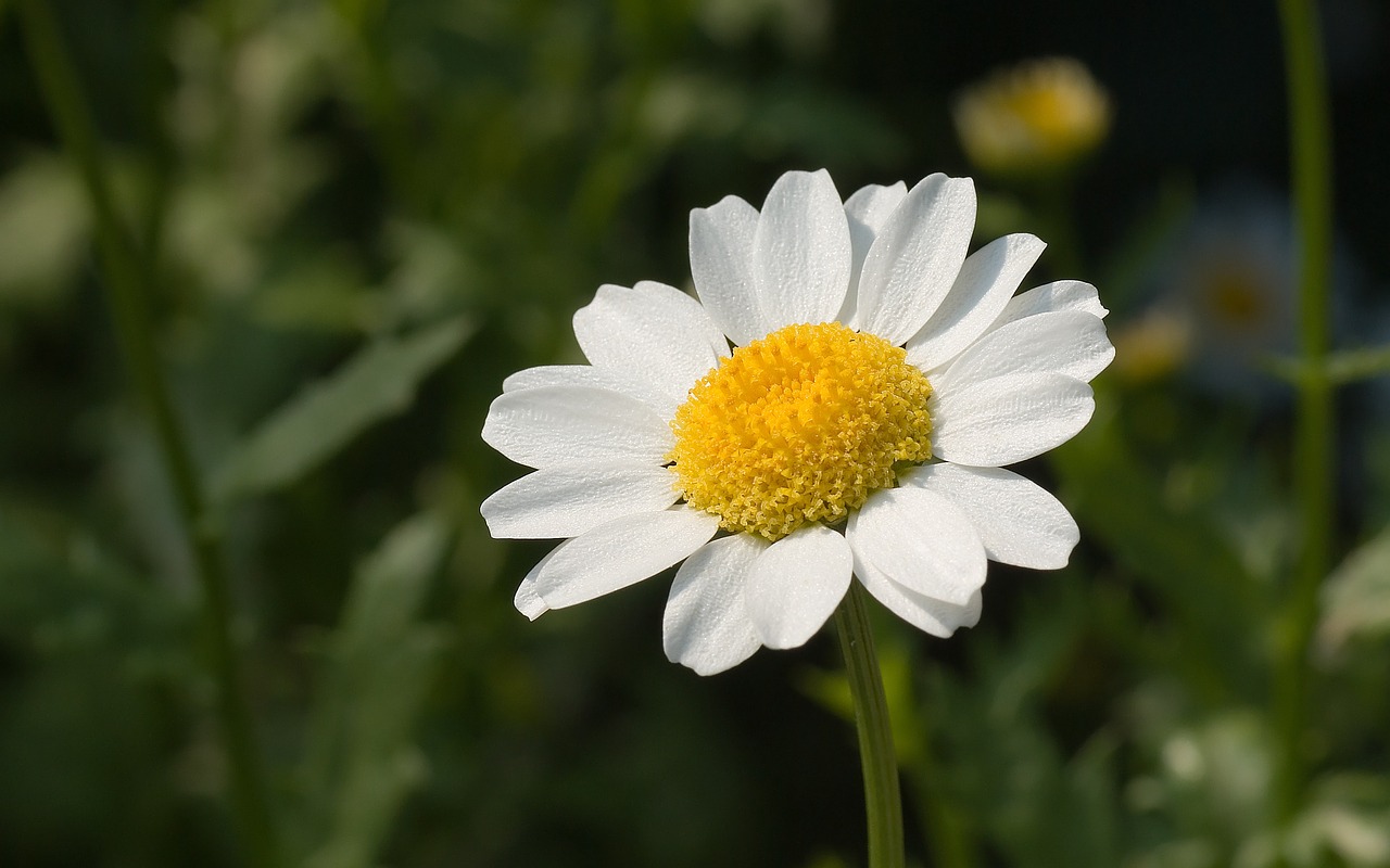 flower chrysanthemum swamp free photo