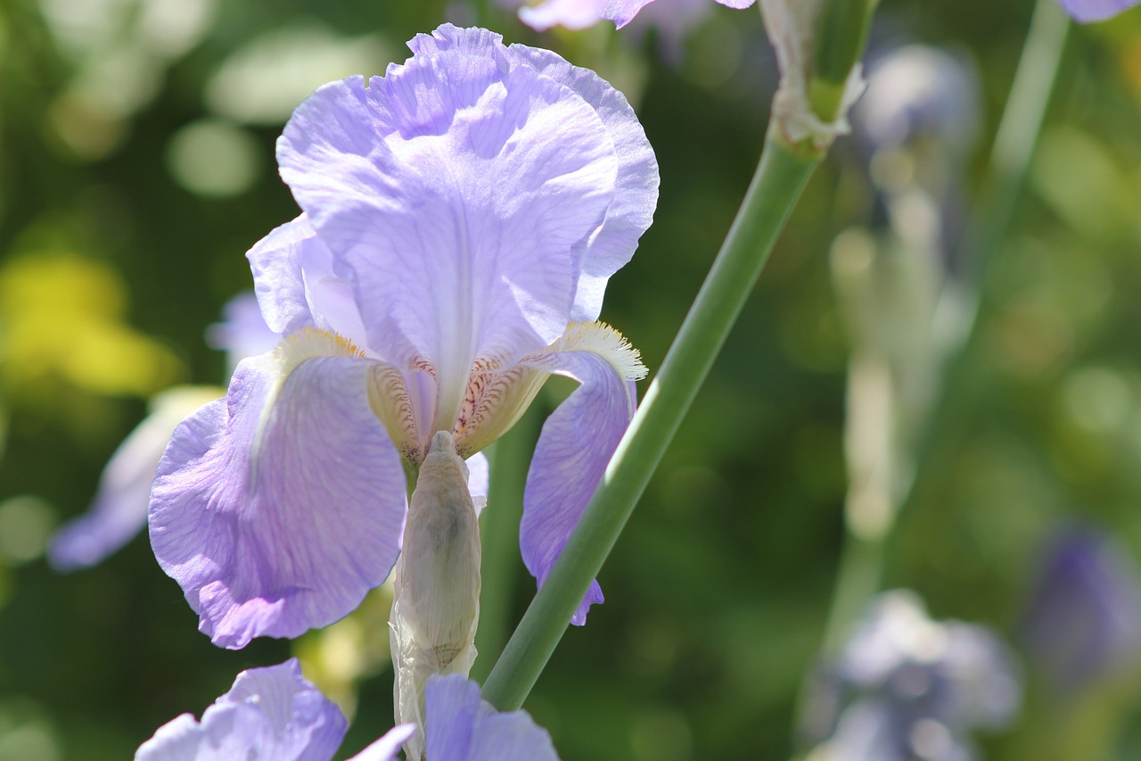 flower iris garden free photo