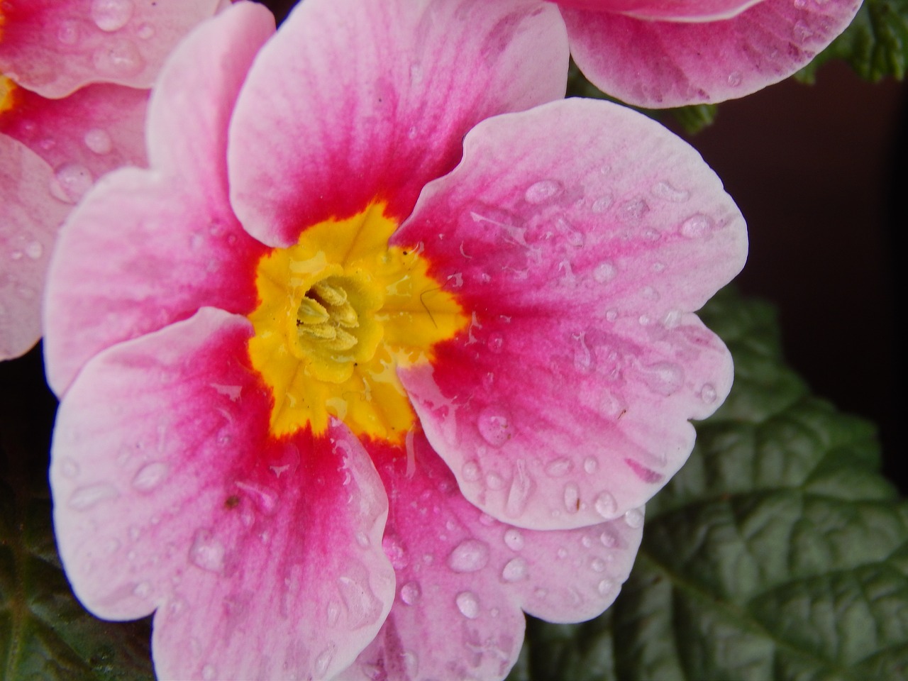 flower pink spring free photo