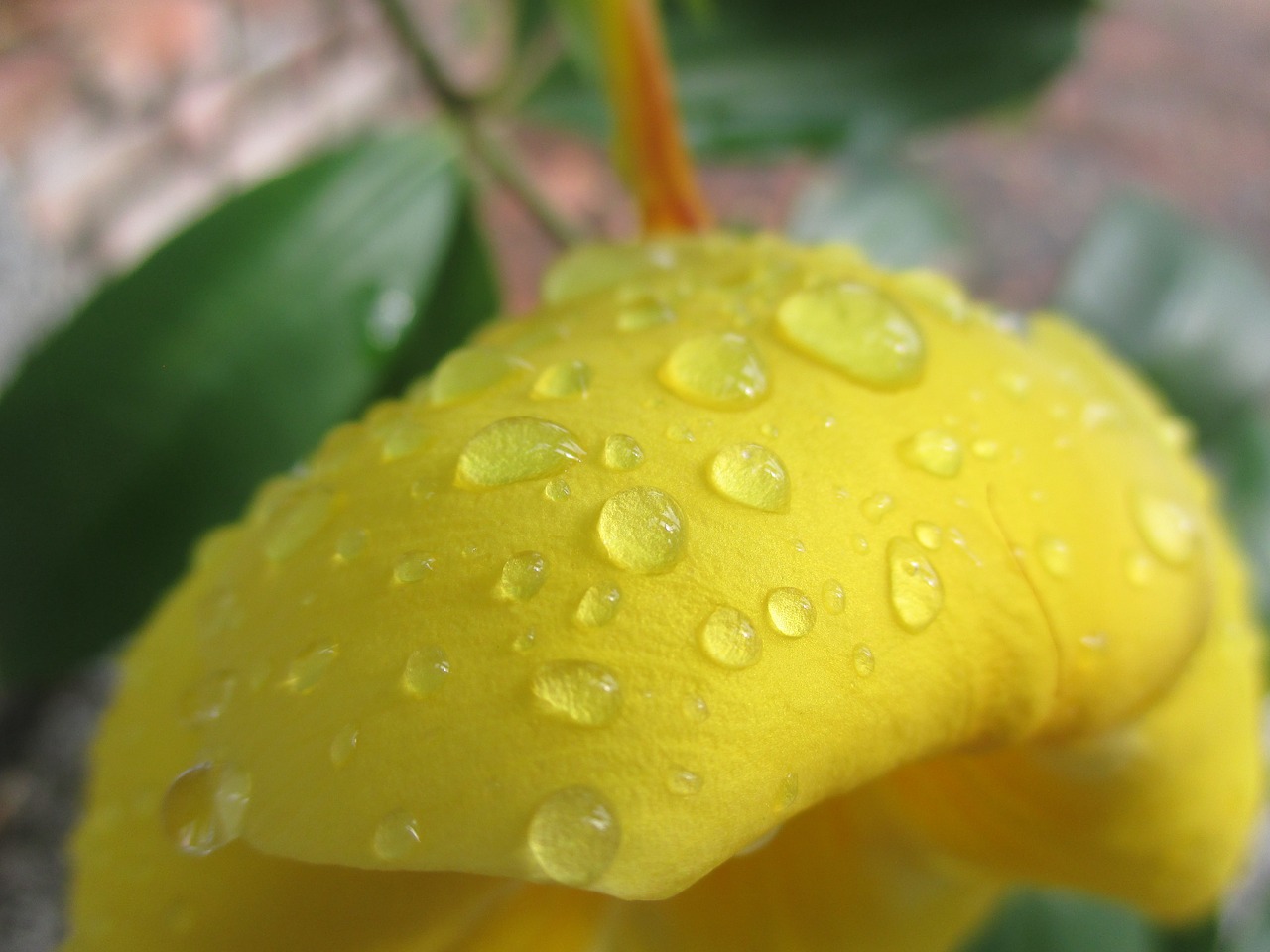 flower yellow drops free photo