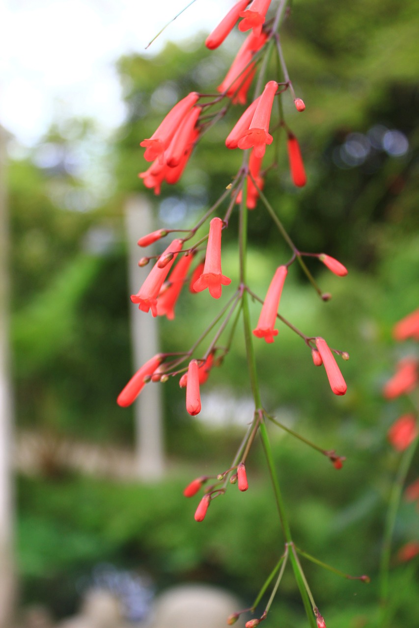 flower tree wood landscape free photo