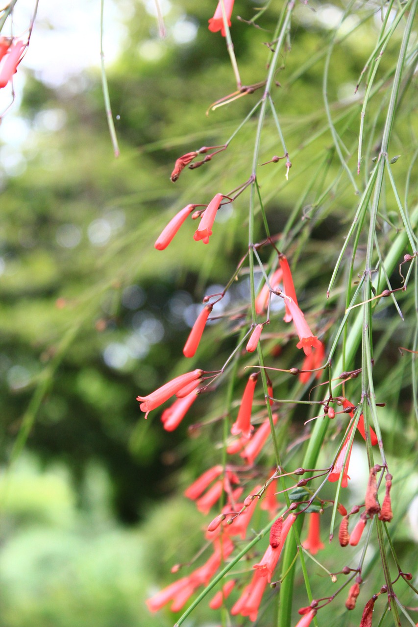 flower tree wood landscape free photo