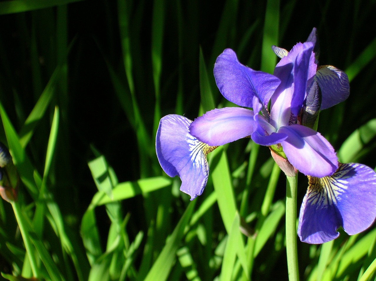 flower plant iris free photo