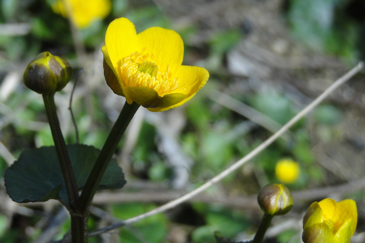 flower yellow yellow flower free photo