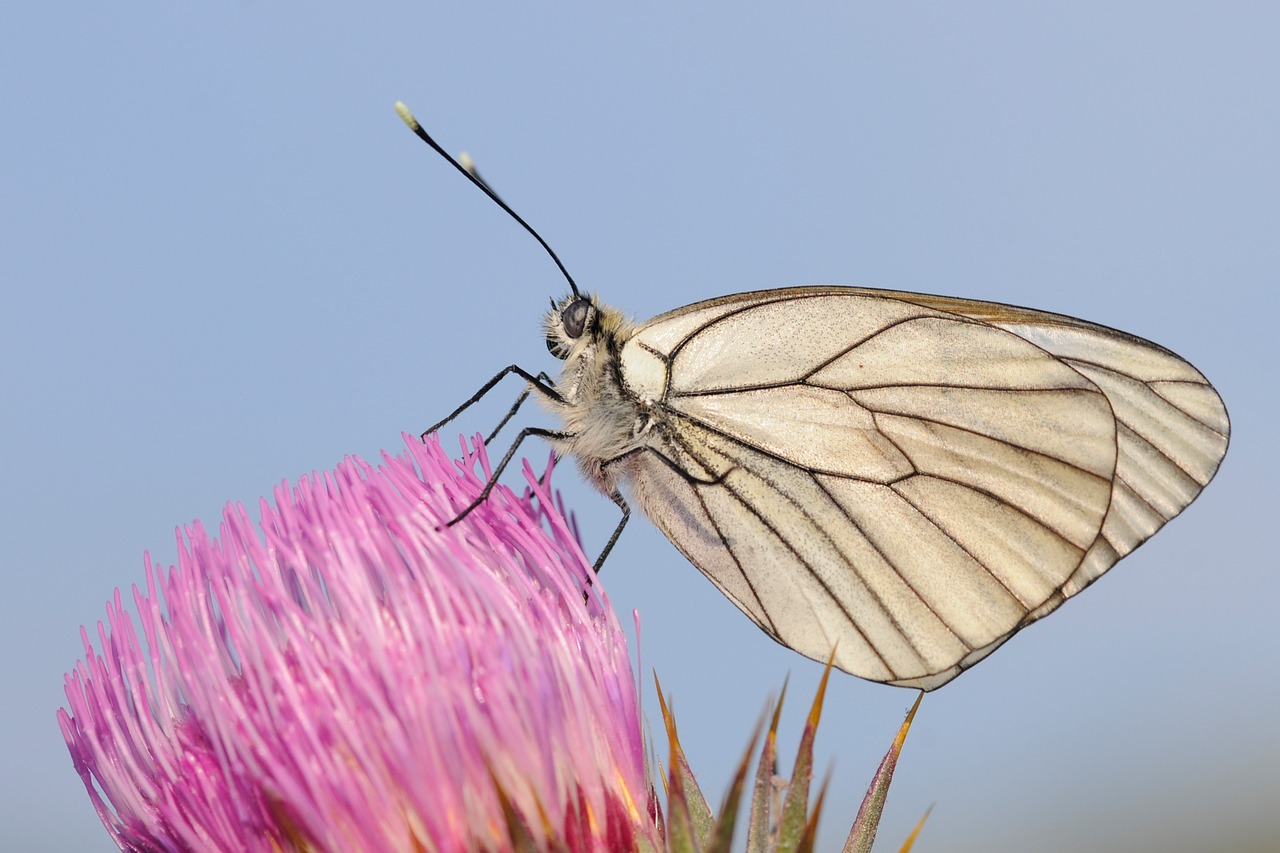 blossom bloom butterfly free photo