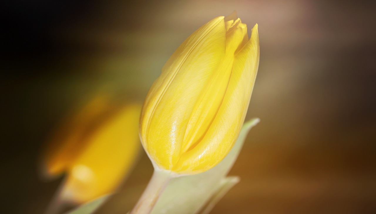 flower tulip closed free photo