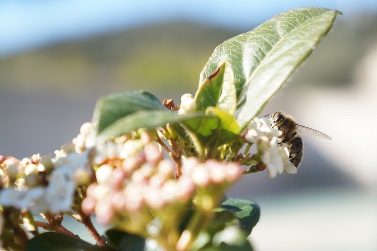 flower spring bee free photo