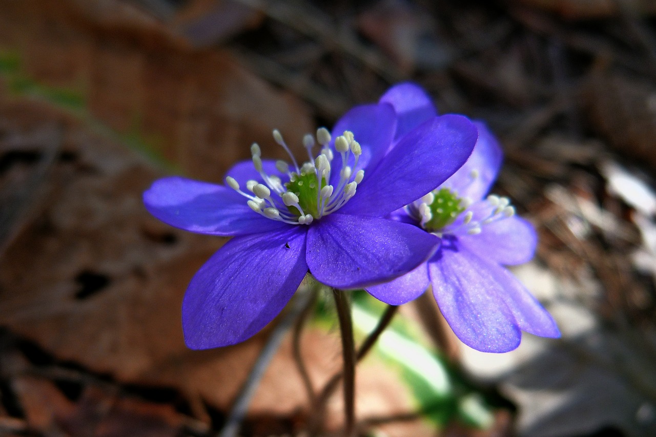 flower nature macro free photo