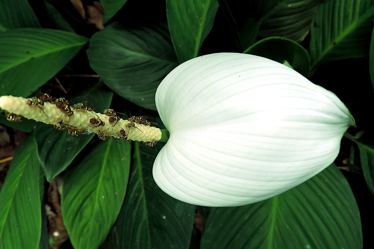 flower white nature free photo