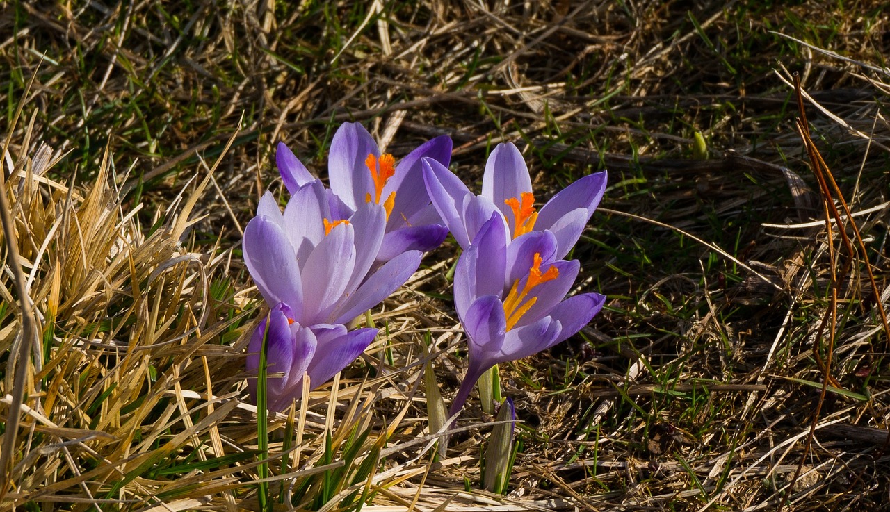 flower spring crocus free photo