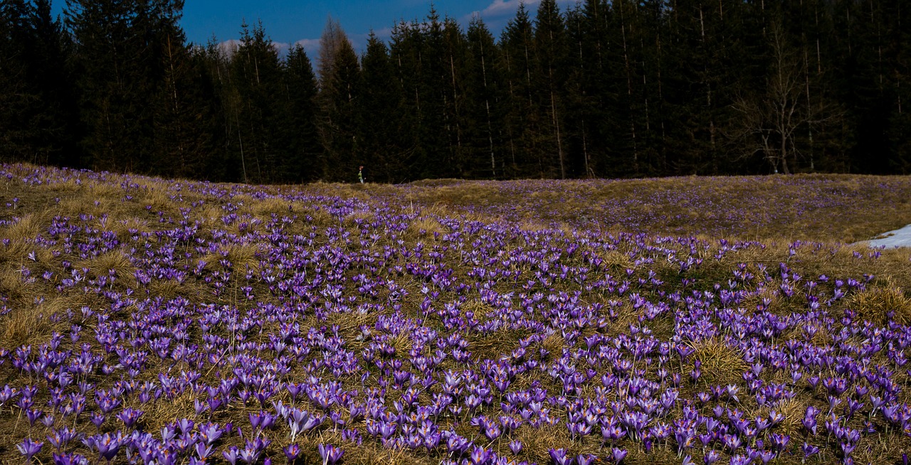 flower crocus meadow free photo