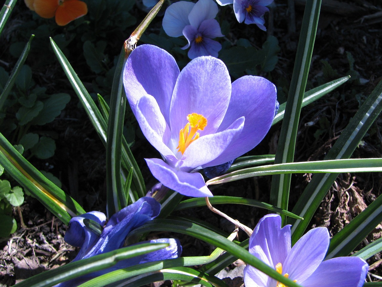 flower crocus macro free photo