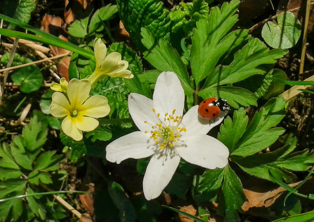 blossom bloom spring free photo