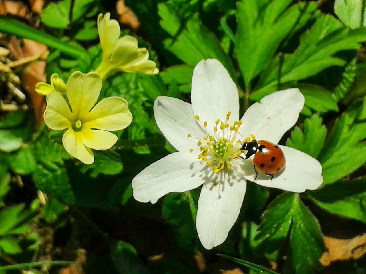 blossom bloom spring free photo