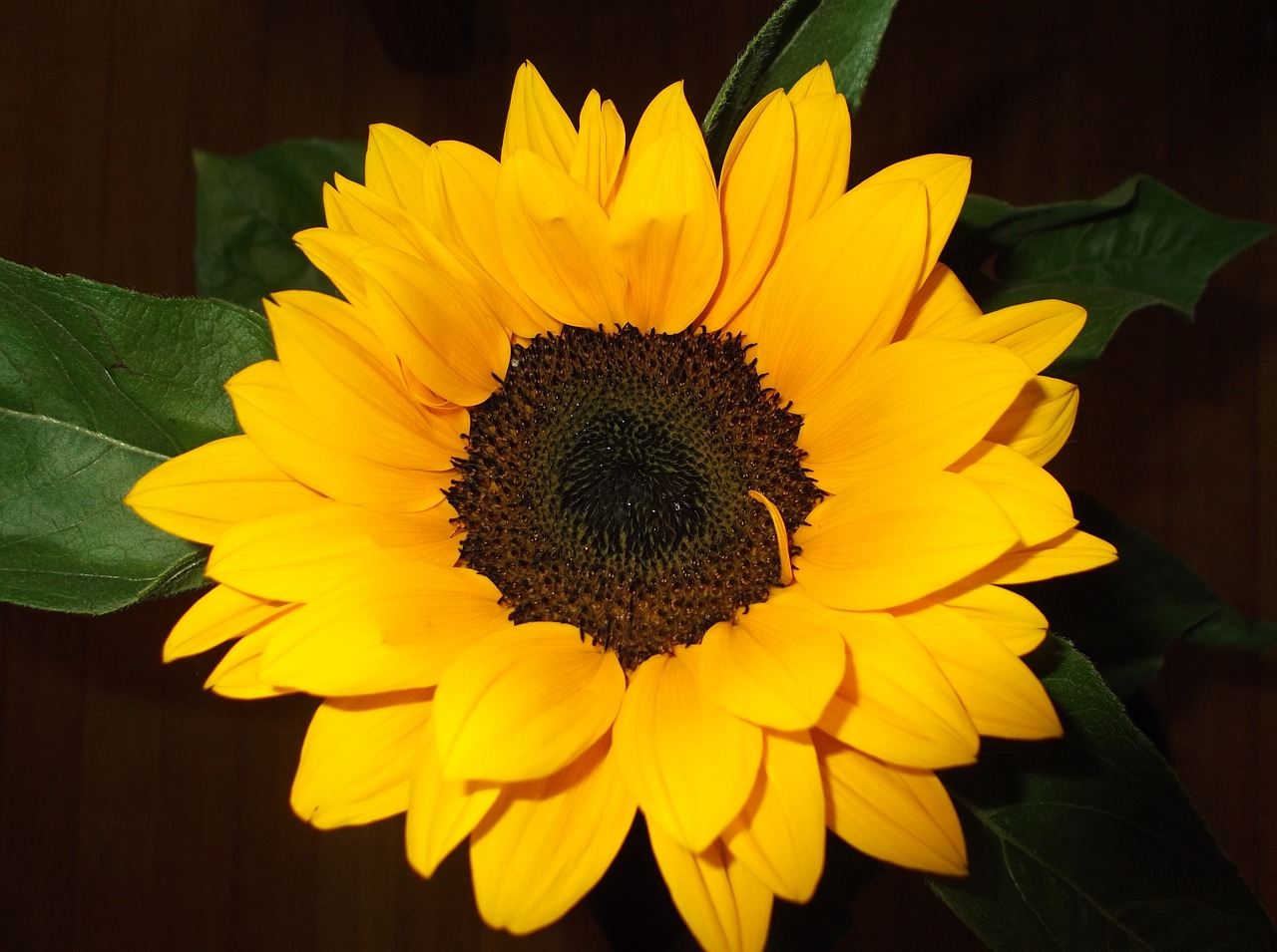 flower sunflower bloom free photo