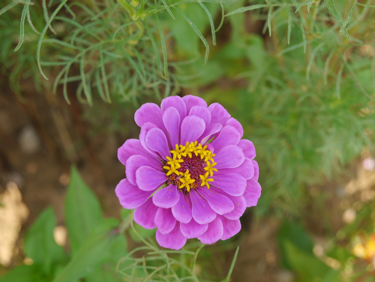 flower purple summer free photo