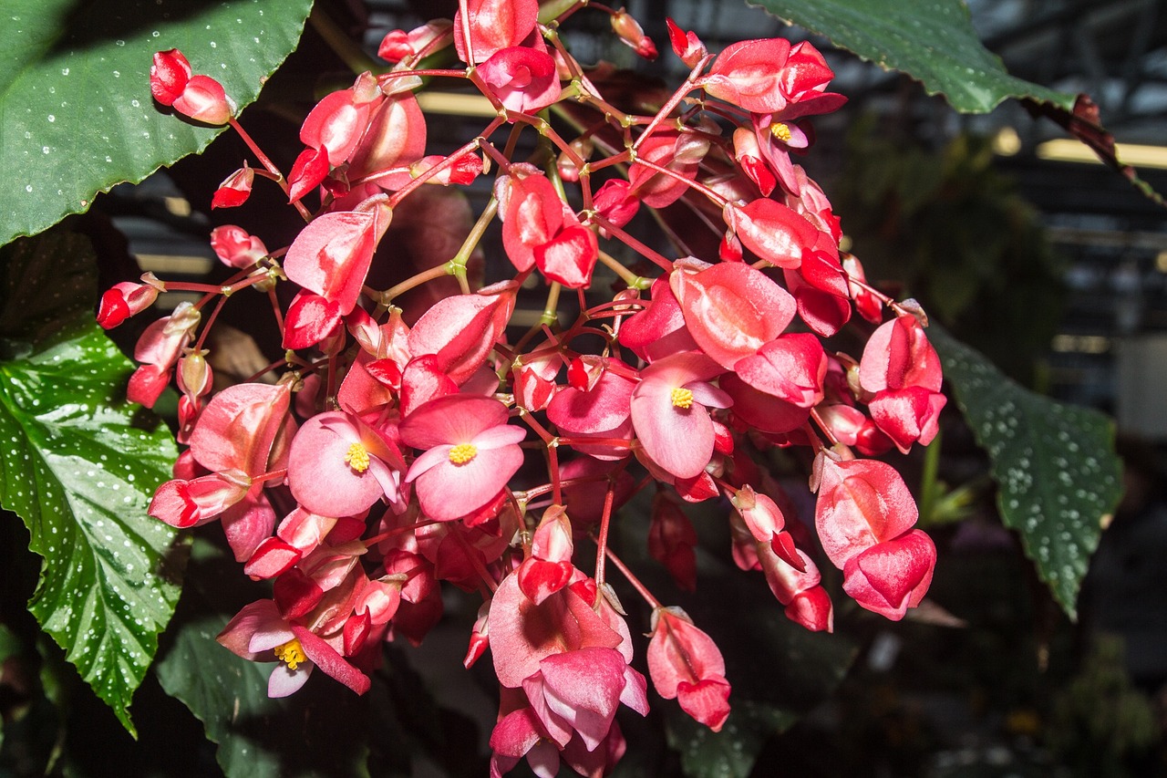 flower bouquet of flowers color free photo