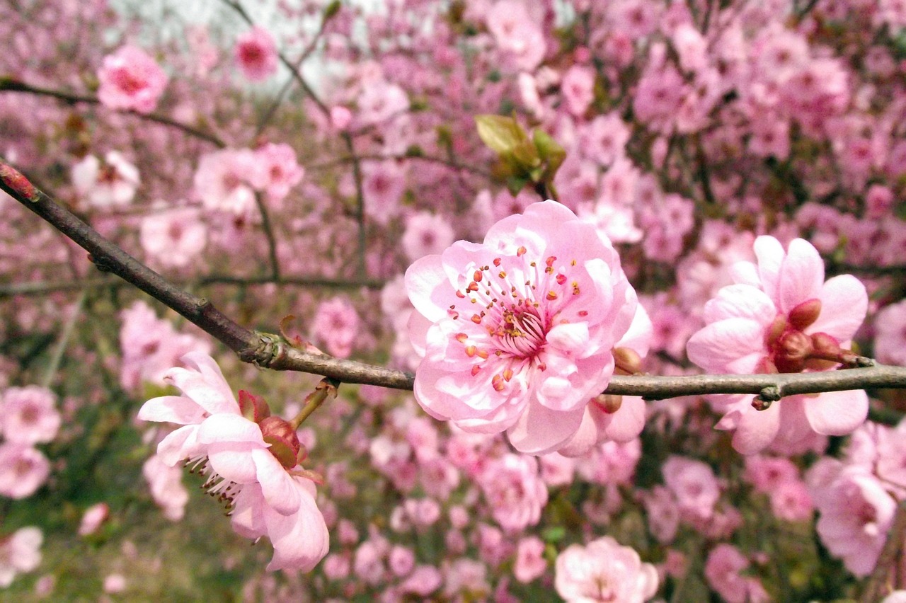 flower peach blossom plant free photo