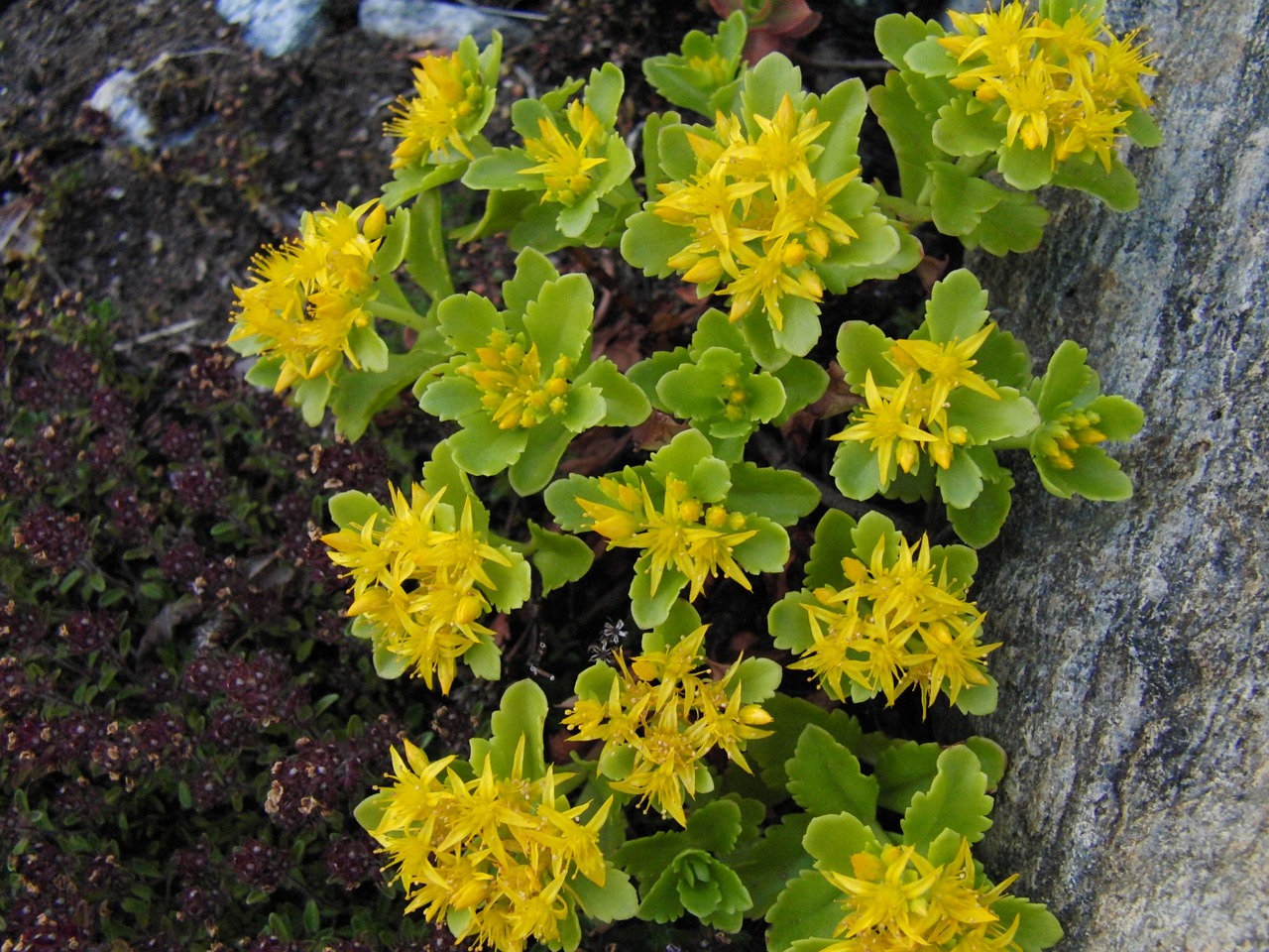 flower yellow plant free photo