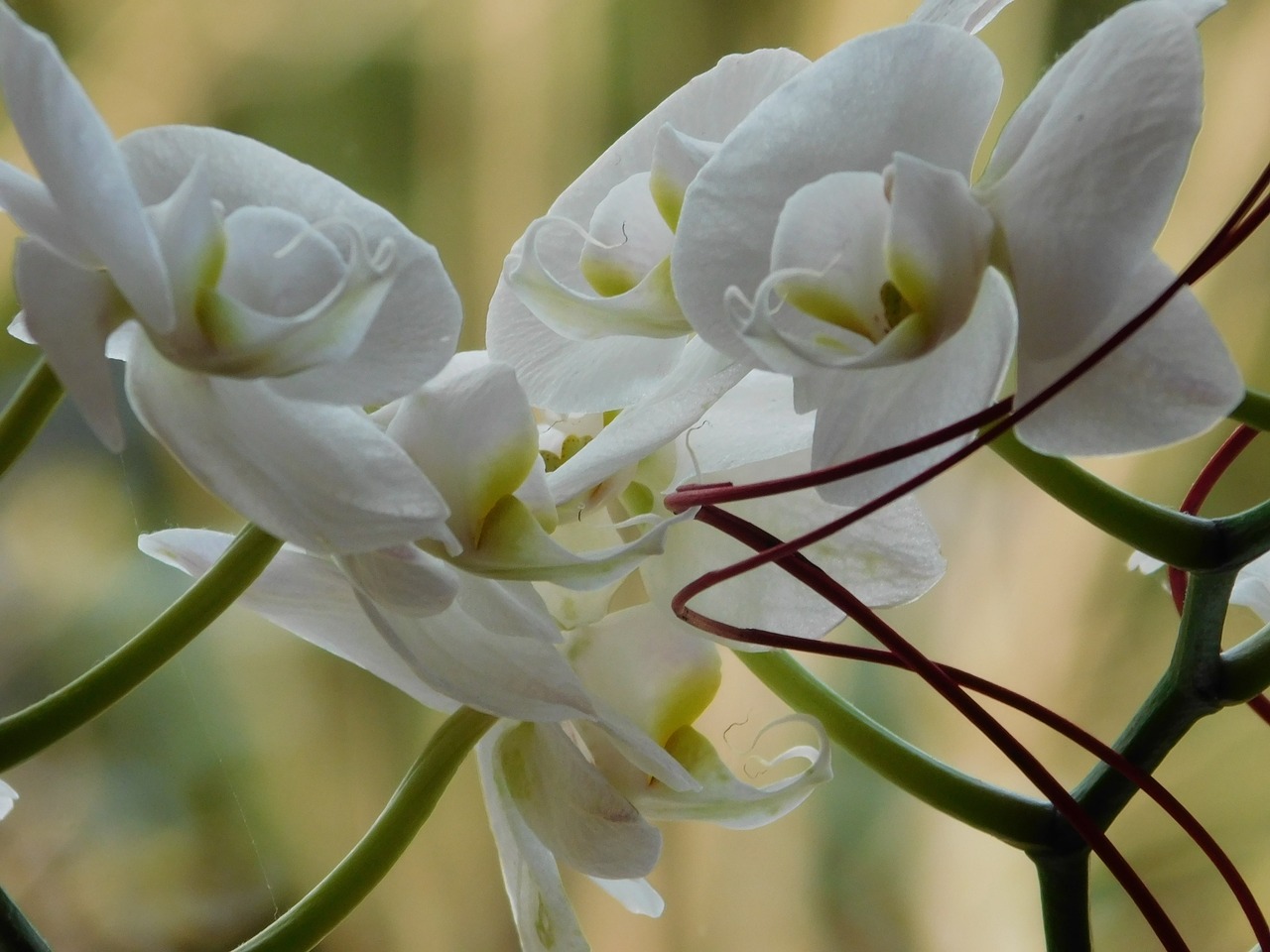 flower white flower white free photo