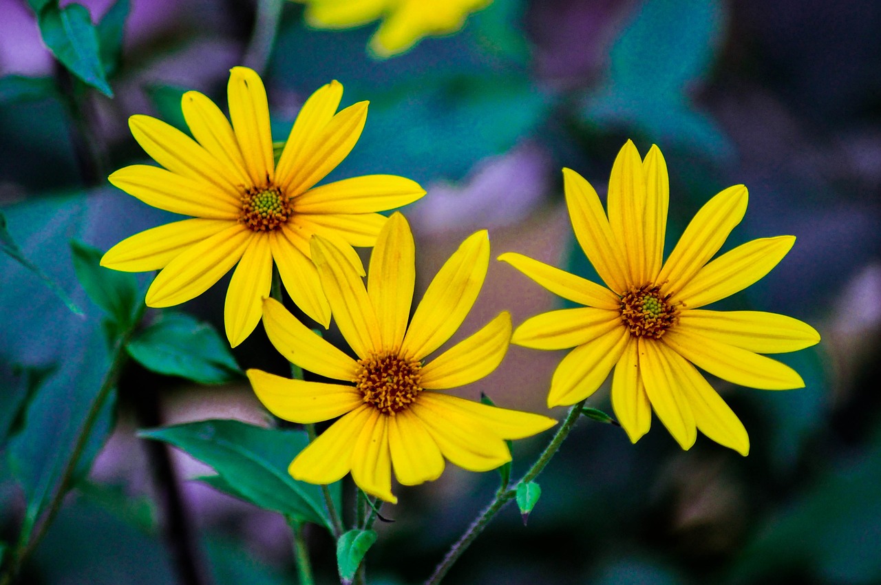 flower yellow summer free photo