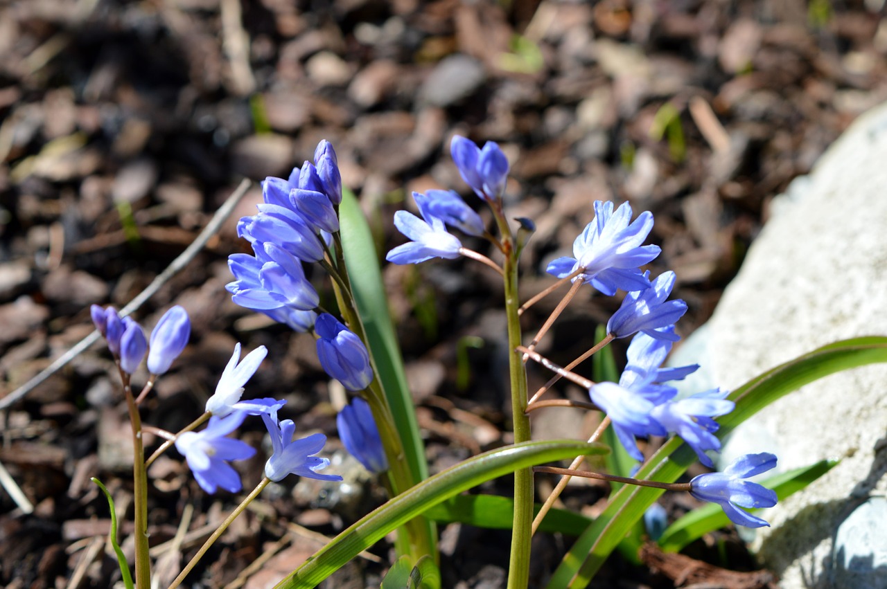 flower blue nature free photo