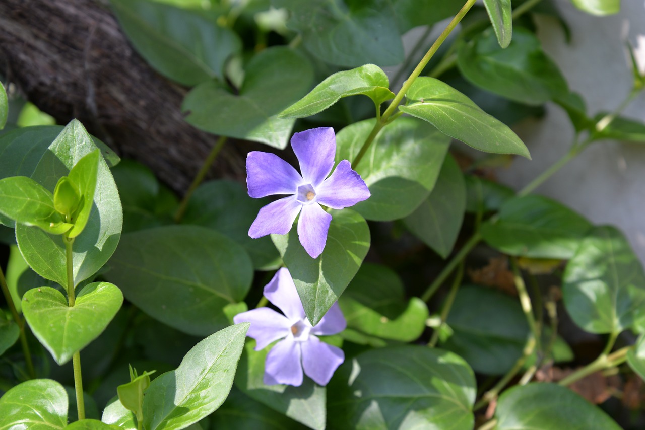 flower violet nature free photo