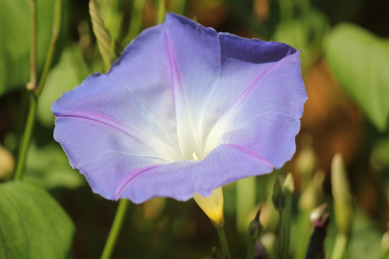 flower lilac nature free photo