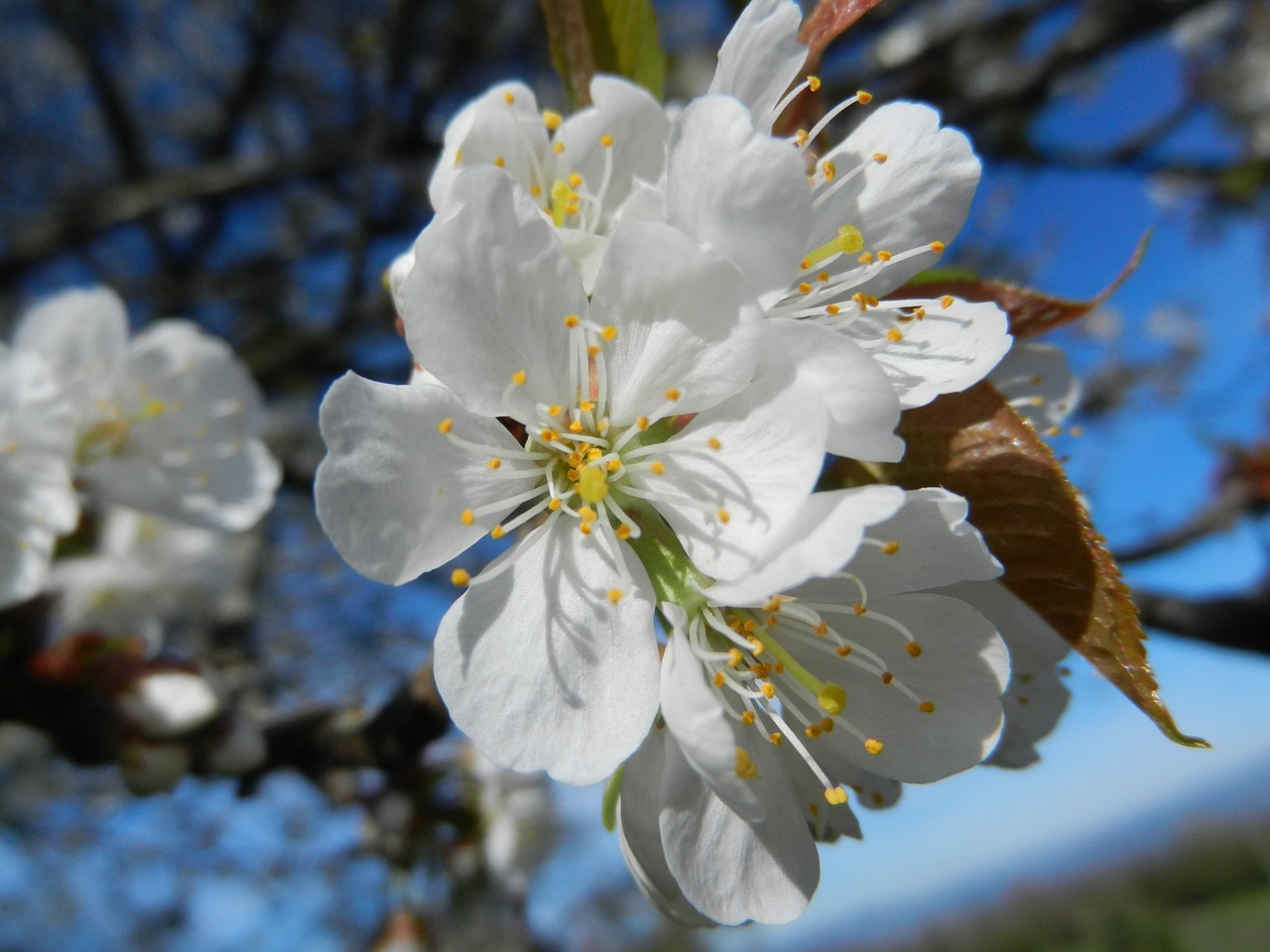 flower cherry tree free photo