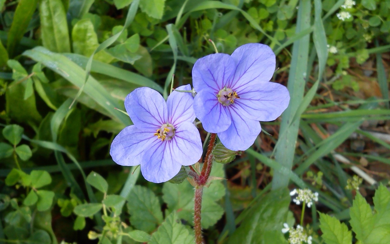 flower spring wild flower free photo