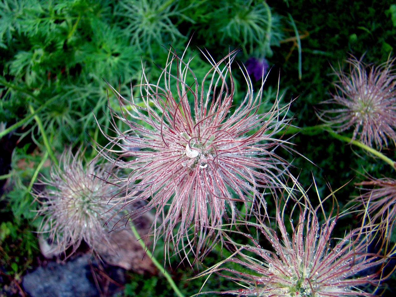 flower flower seeds water drops free photo