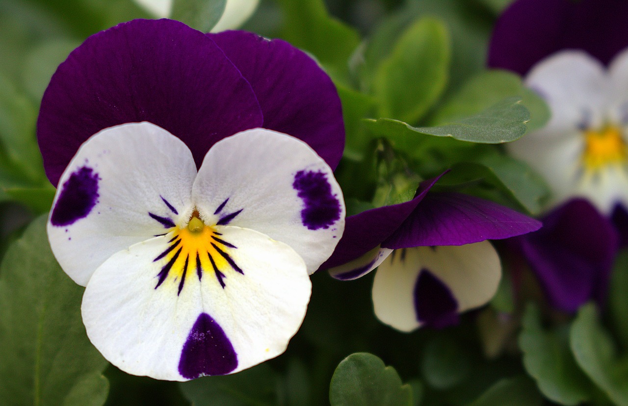 flower pansy close free photo