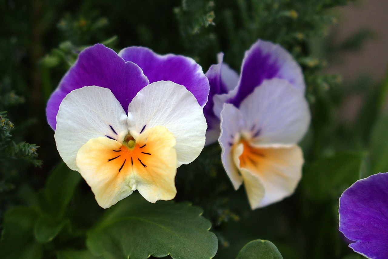 flower pansy close free photo