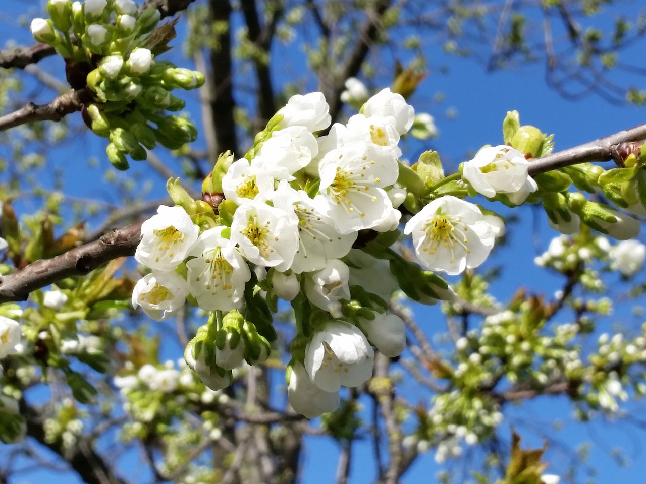 flower blossom spring free photo