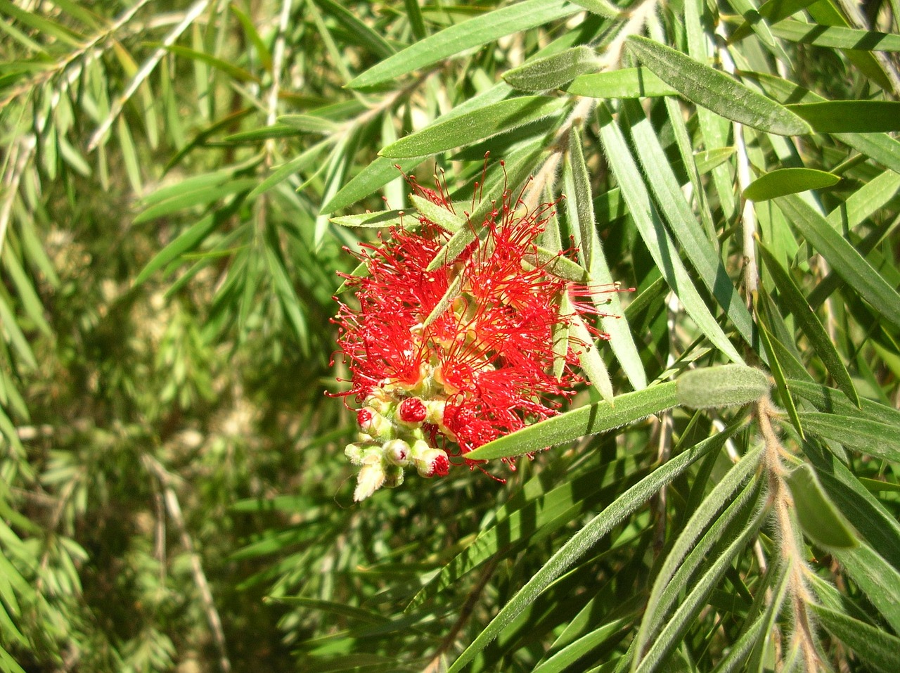 flower plant flower tree free photo