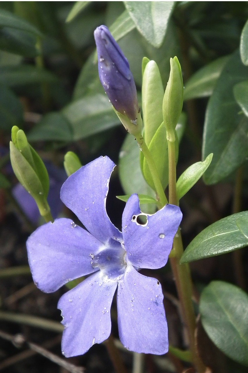 blossom bloom purple free photo