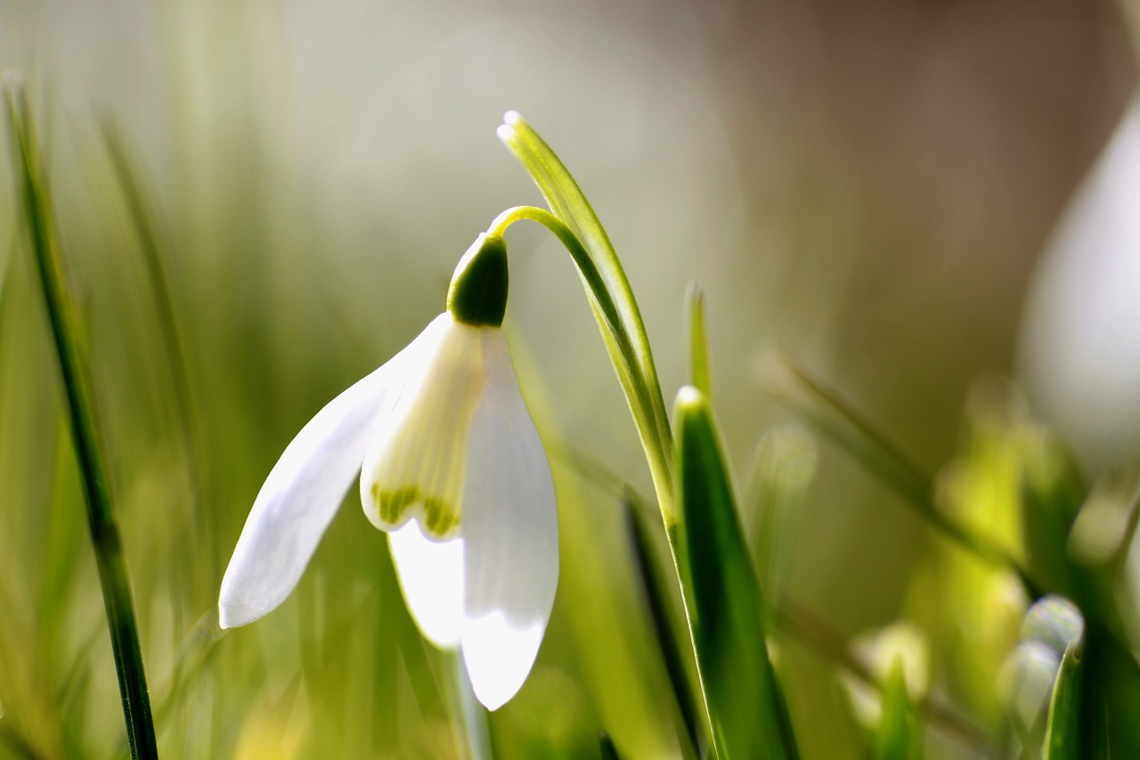 flower snowdrop spring free photo