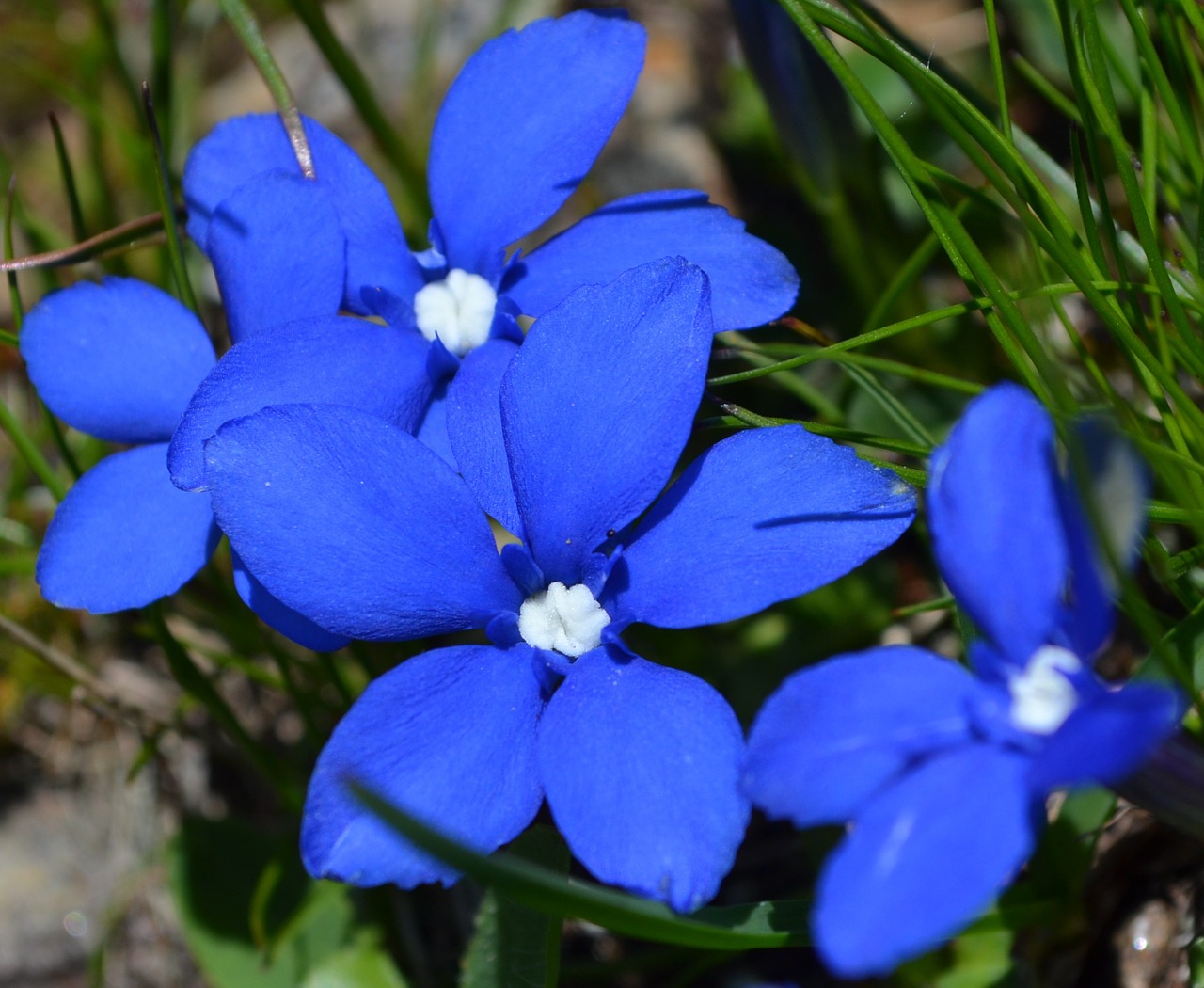 flower blue petals free photo