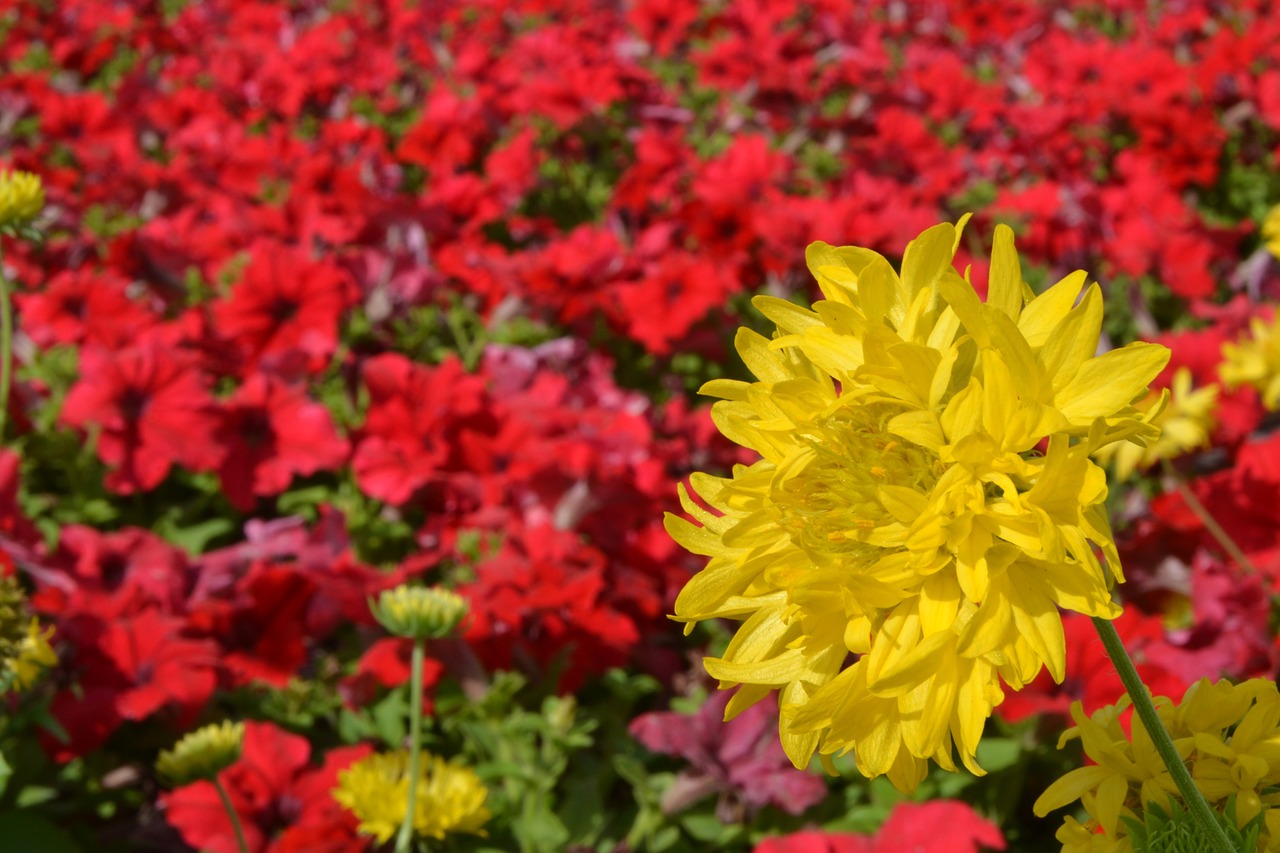 flower yellow blossom free photo