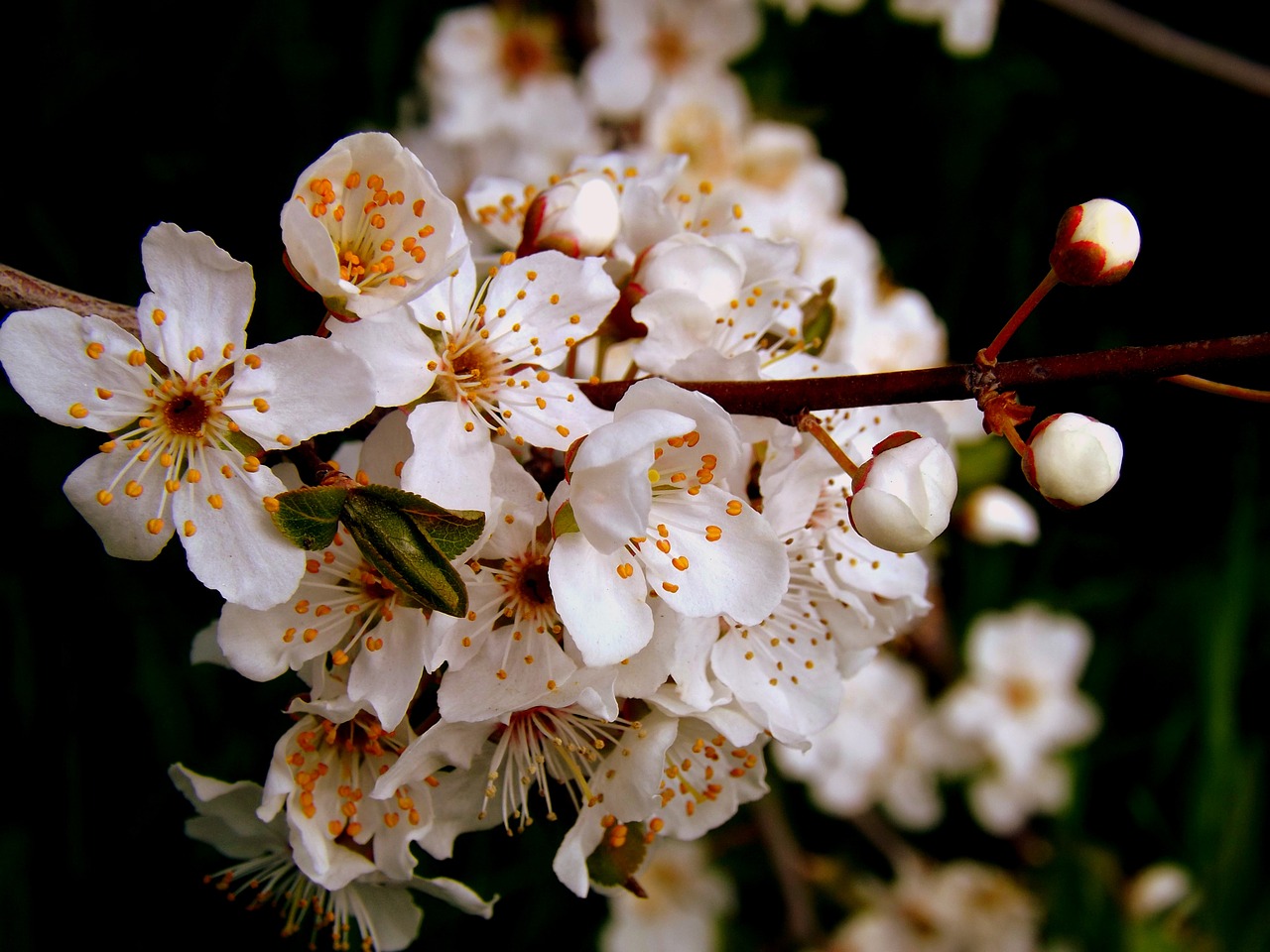 flower white spring casey free photo