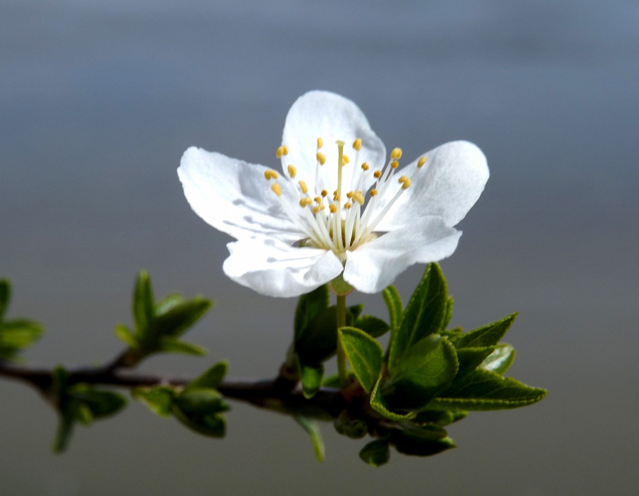 flower white spring casey free photo