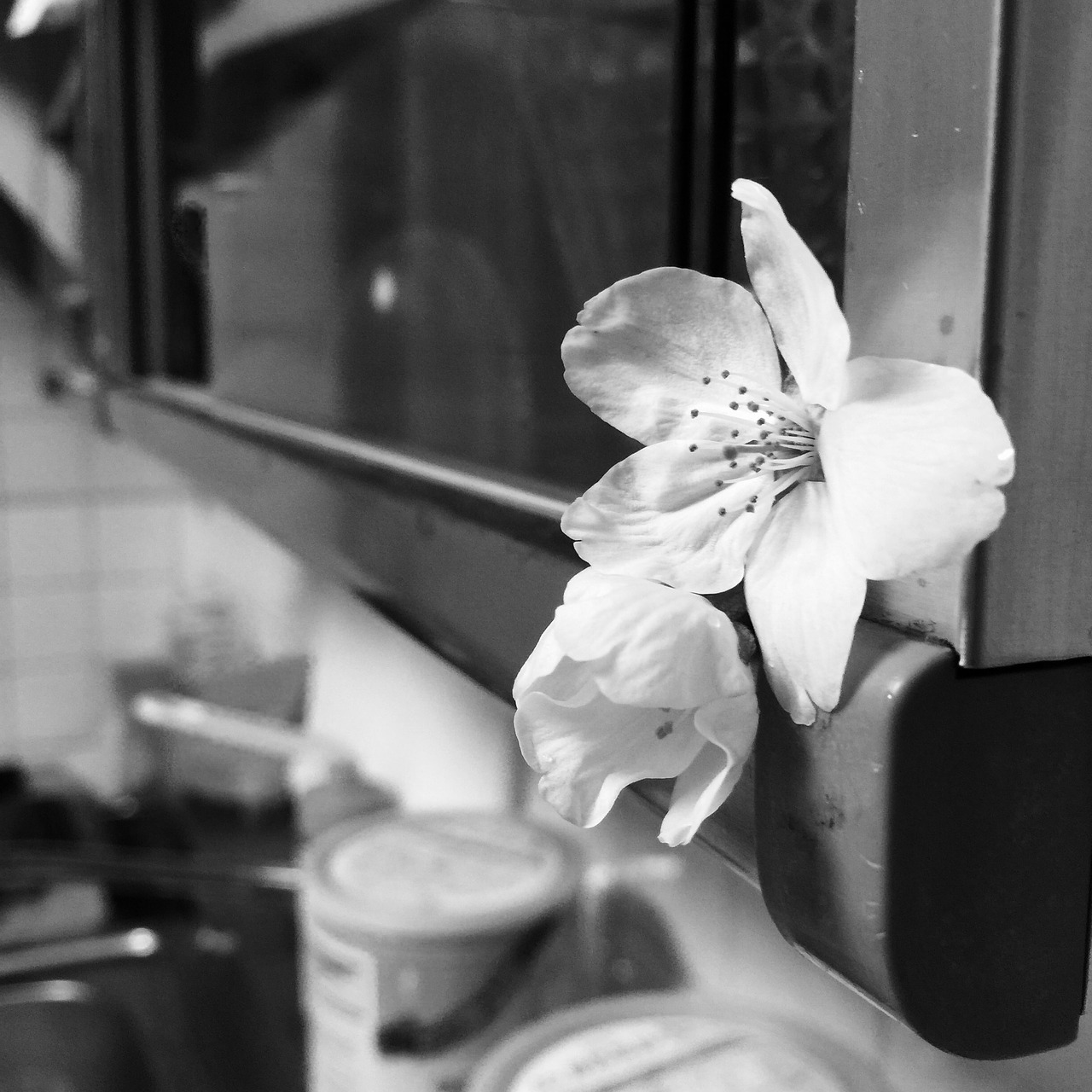 flower kitchen white flower free photo