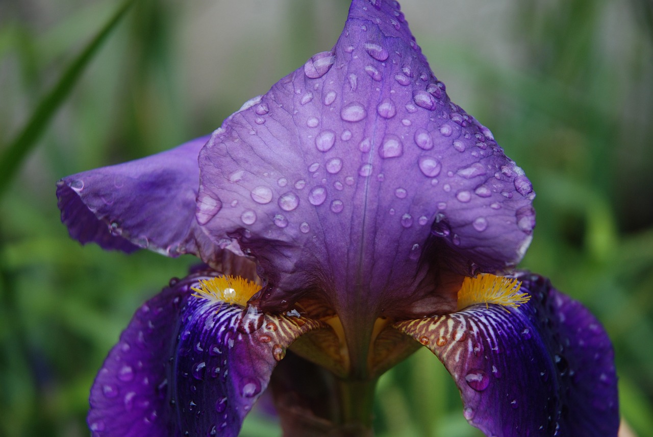 flower iris violet free photo