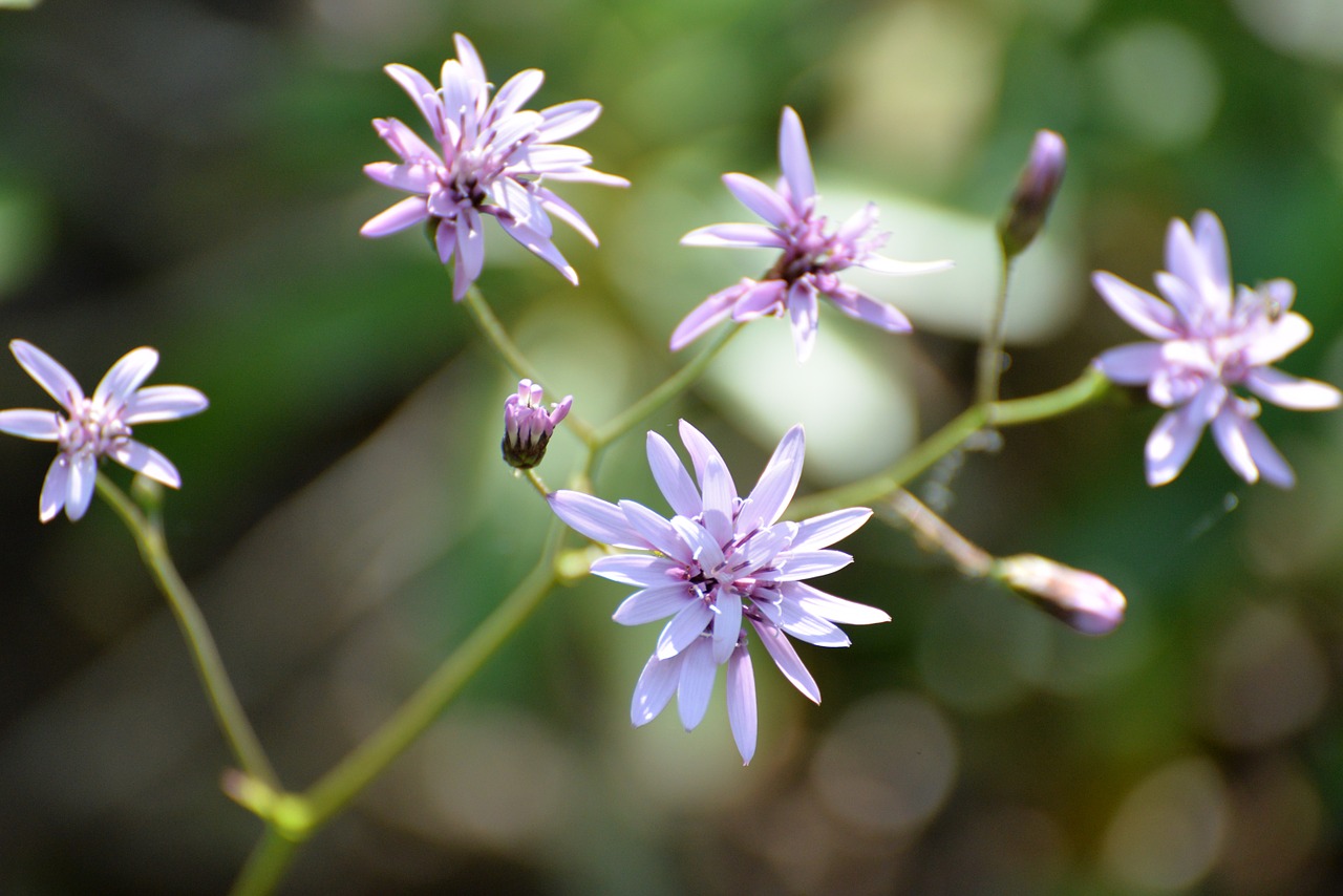 flower violet petals free photo