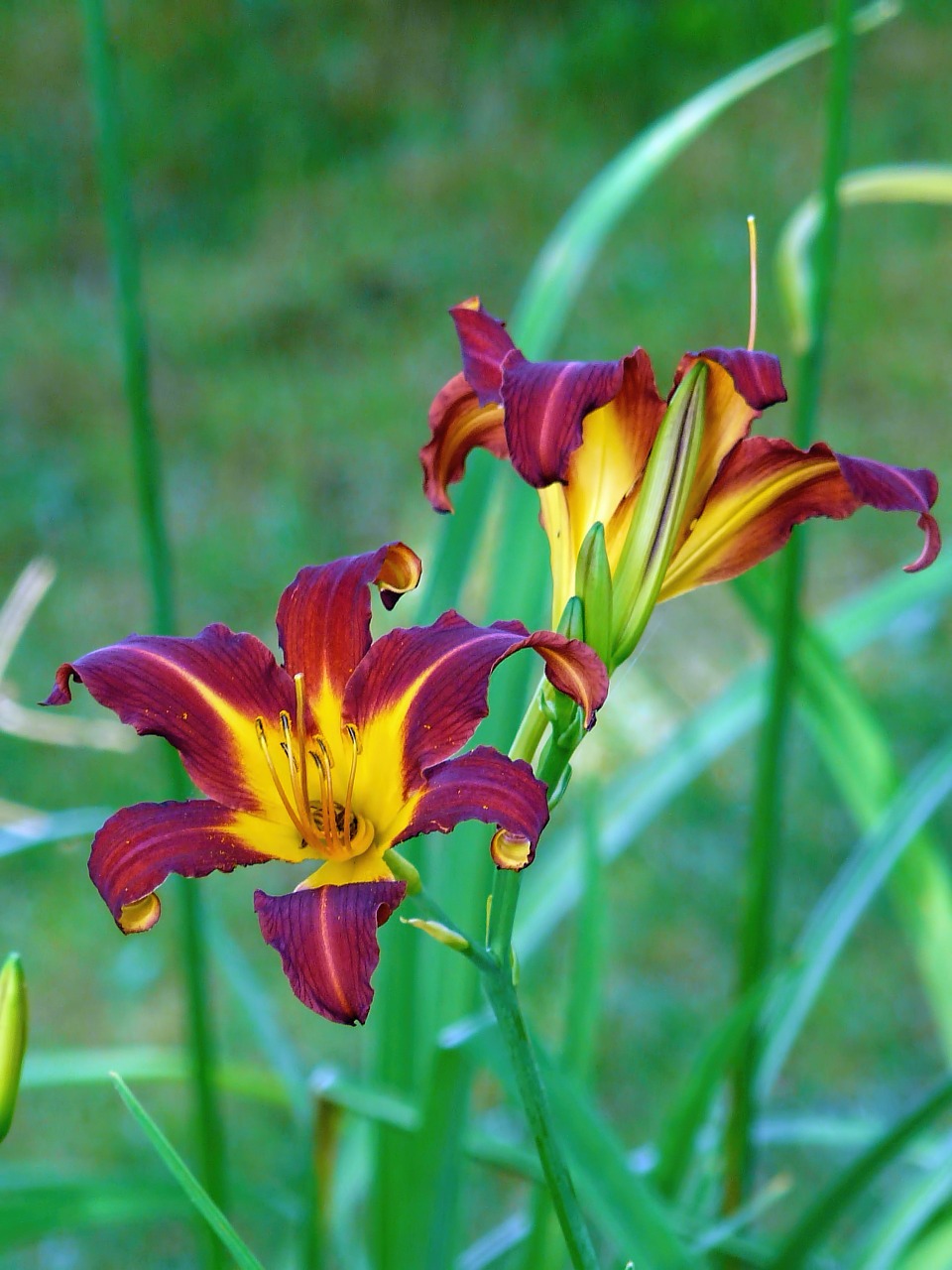 flower tiger lily lily free photo