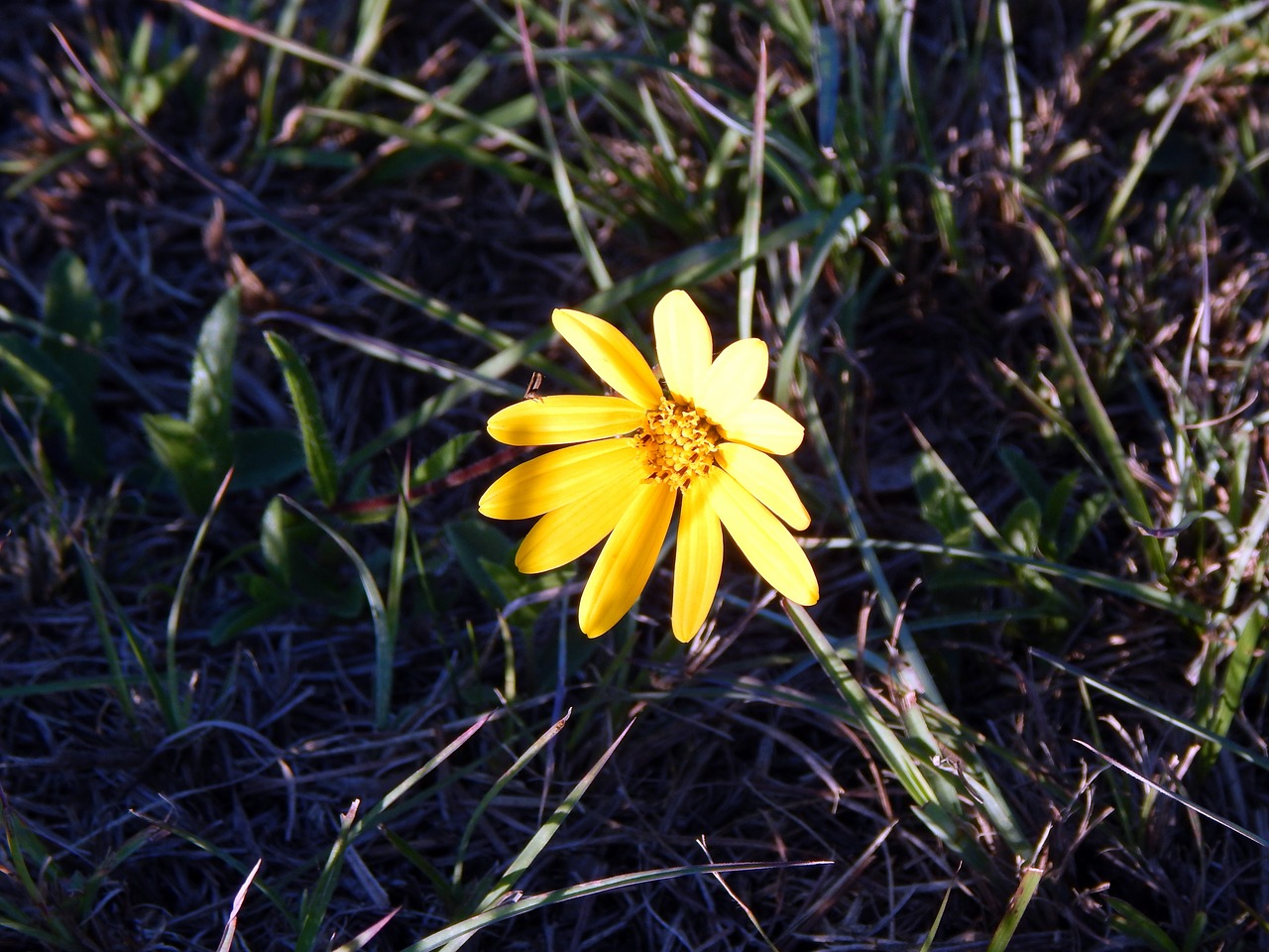 flower canguçu rio grande do sul free photo