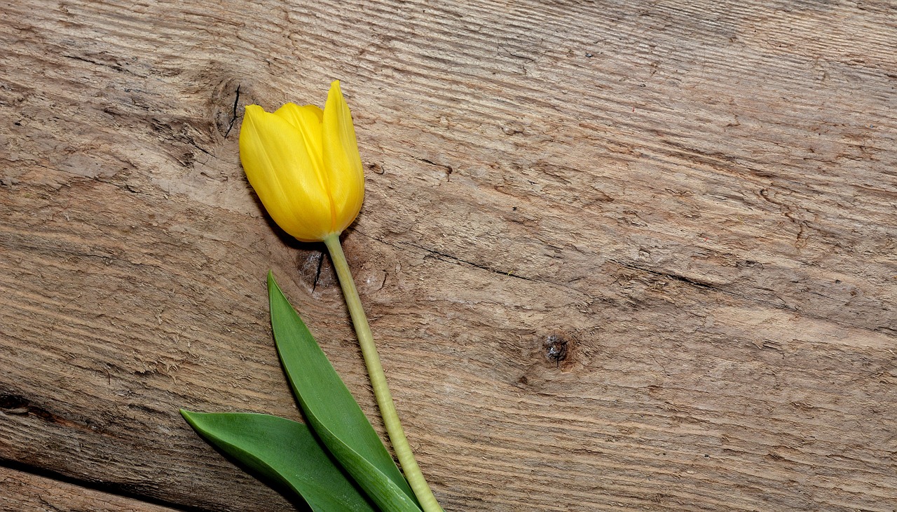 flower yellow flower tulip free photo